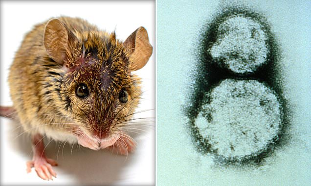 Michigan woman is states first confirmed human hantavirus case – Daily Mail