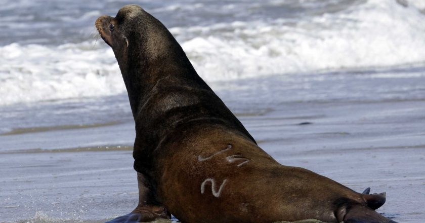 California sea lions are facing a deadly, ‘unprecedented’ health crisis – SF Gate