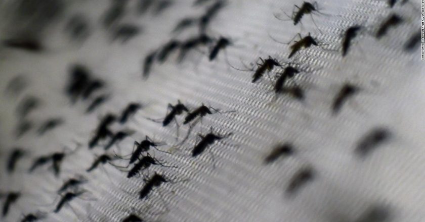 Modified mosquitoes reduce dengue cases by 77% in Indonesia experiment – CNN