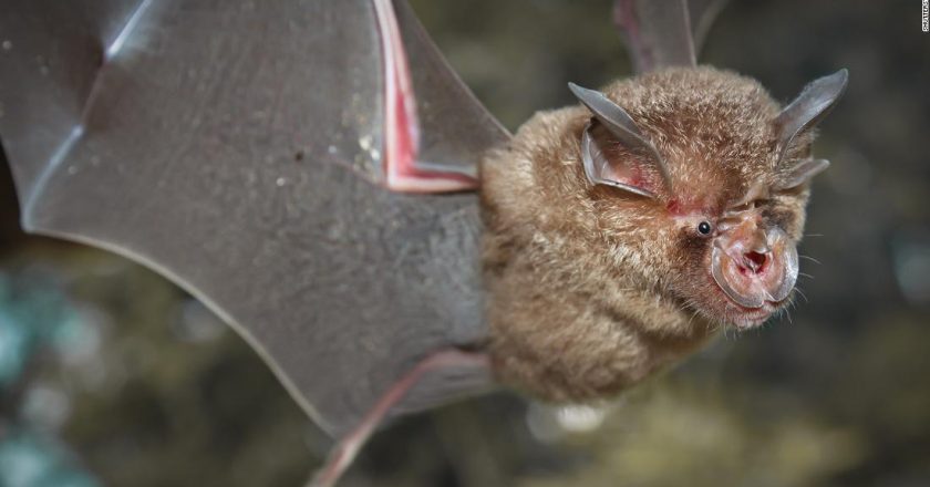 Chinese researchers find batch of new coronaviruses in bats – CNN