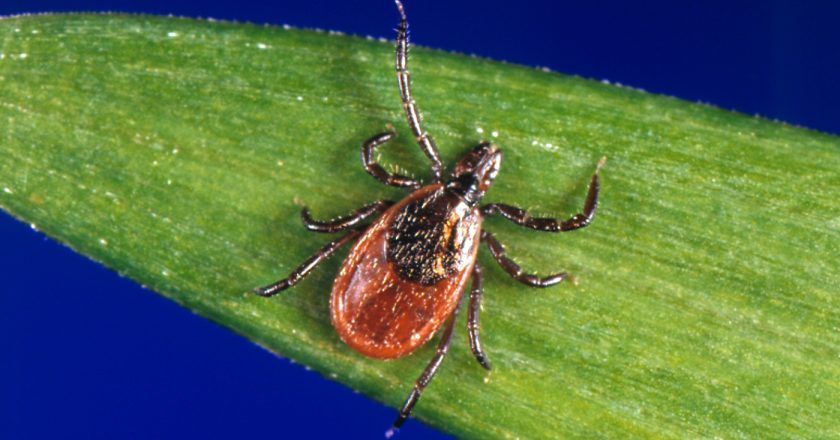 Lyme Disease-Carrying Ticks Are Turning Up On Californias Beaches – NPR