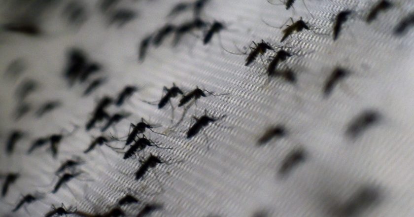 A Breakthrough Trial Used Bacteria-Infected Mosquitoes to Stamp Out Dengue – Gizmodo