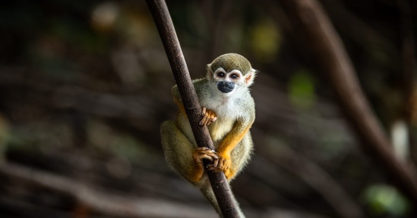 New treatment slows Alzheimers progression in monkeys, researchers claim – Fox News