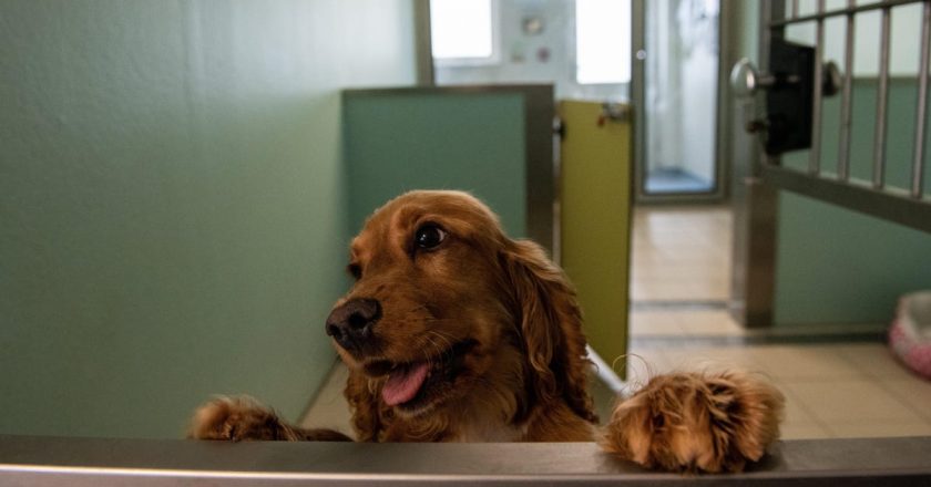 CDC to Ban Dogs From 113 Countries for a Year Over Rabies Fears – Gizmodo