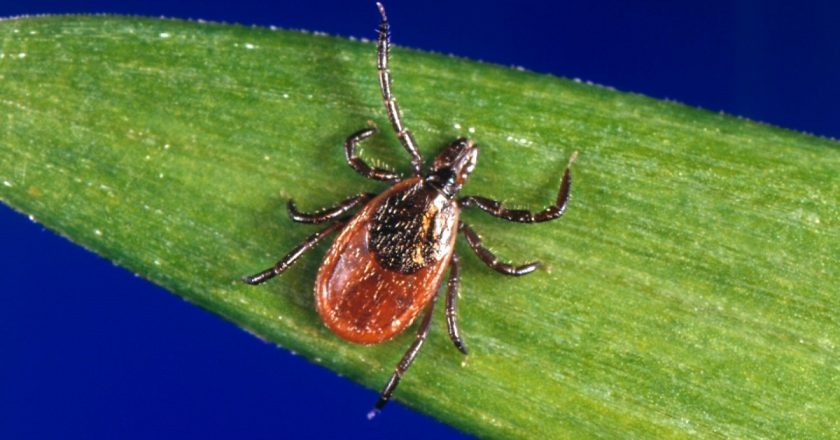 2 Cases of Tick Virus Reported in Connecticut: DPH – NBC Connecticut