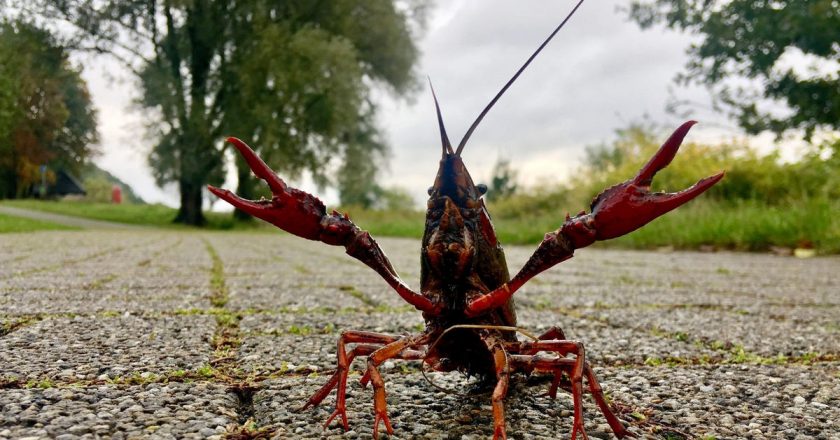 Antidepressants in Our Water Make Crayfish Go Buck Wild – Gizmodo