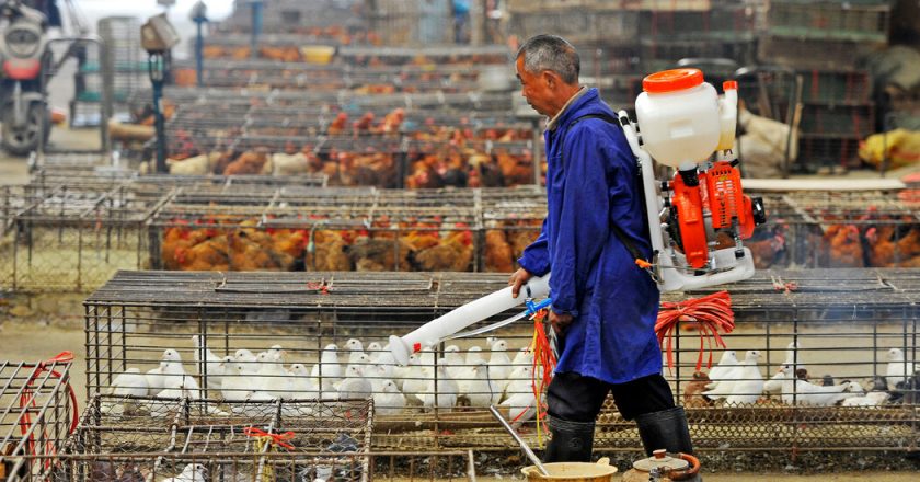 China Reports a Human Case of Rare H10N3 Bird Flu – The New York Times