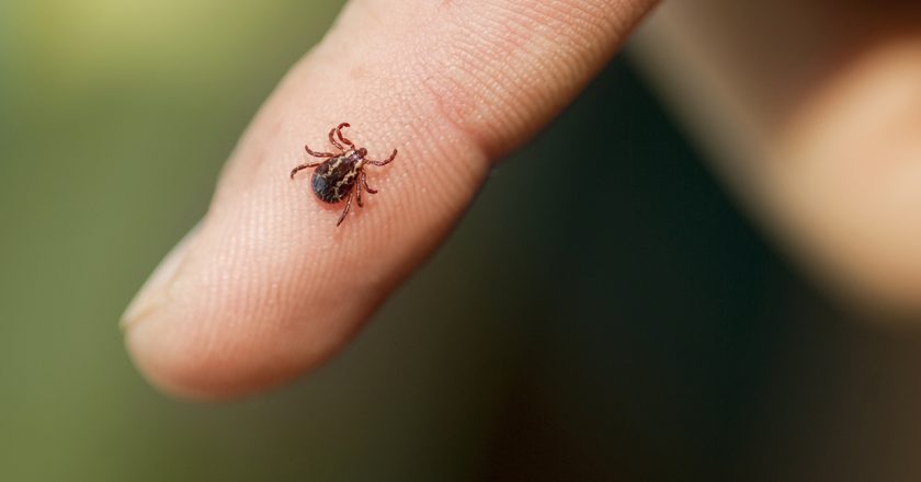 New York reports increase in anaplasmosis, a rare tick-borne illness – Fox News