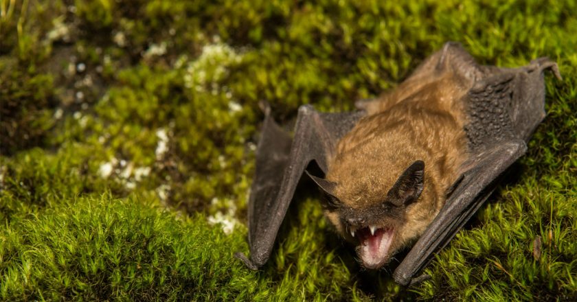 Rabid bats in Illinois present another threat to human health – New York Post