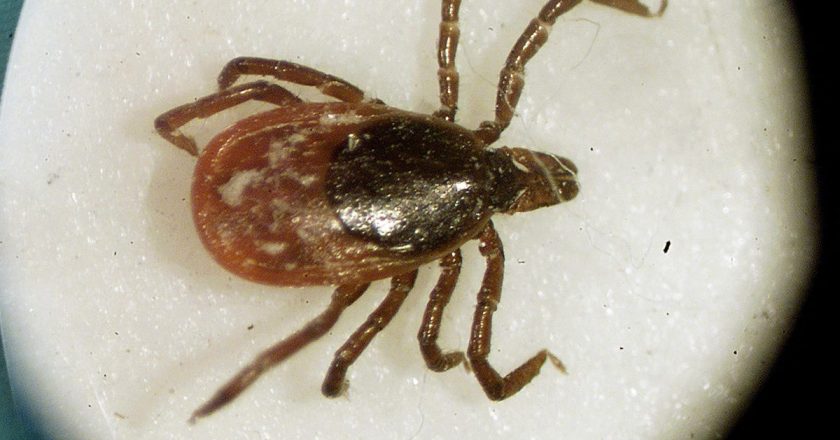 An Emerging Tickborne Disease Is Gaining Steam in New York – Gizmodo