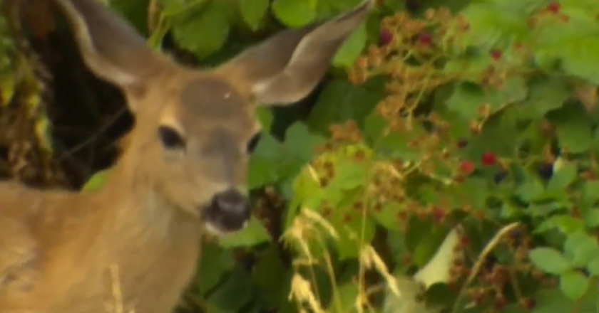 Deer in Anacortes test positive for deadly viral infection – KOMO News