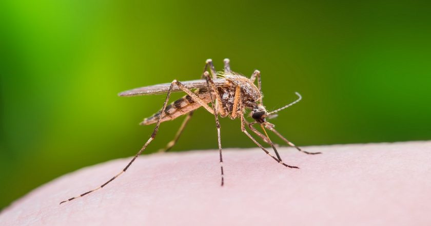 West Nile virus reported in multiple states – Fox News