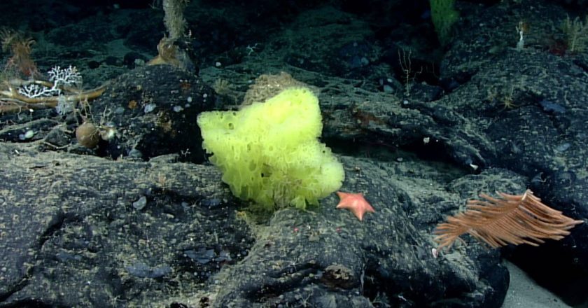 Research Vessel Finds SpongeBob Lookalikes A Mile Underwater – NPR