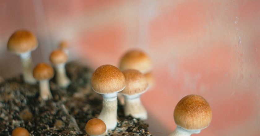 One dose of psilocybin improved neural connections lost in depression, study says | TheHill – The Hill