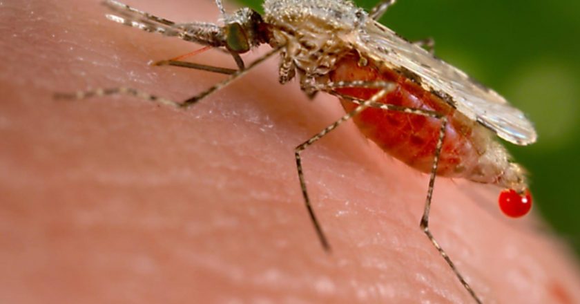 Mosquitoes carrying a virus that causes paralysis and death are swarming at least 6 states – Yahoo News