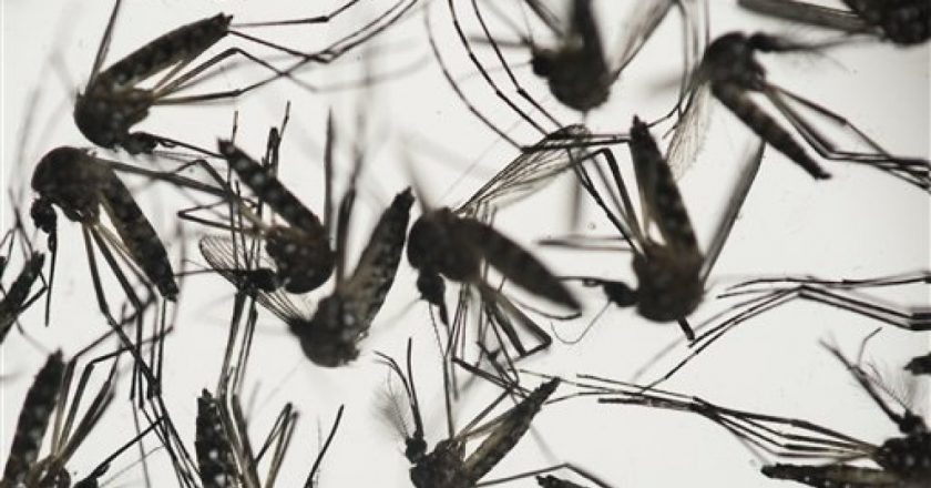 SLO County resident dies from West Nile complications – KSBY San Luis Obispo News