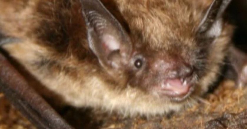 Wild rabid bat found at Omahas Henry Doorly Zoo – WOWT