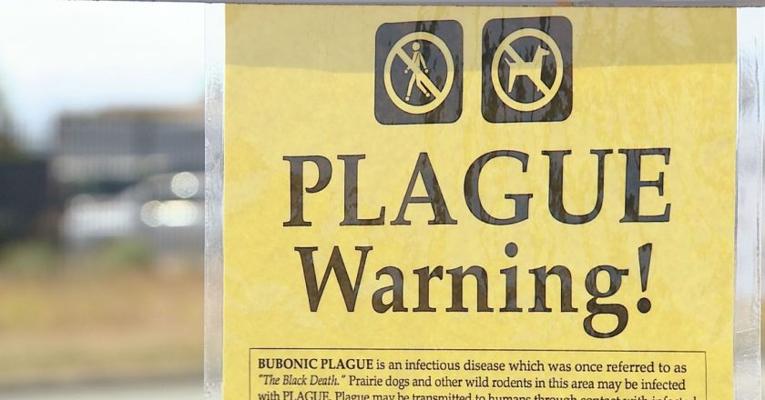 Child dies of plague in La Plata county – 9News.com KUSA