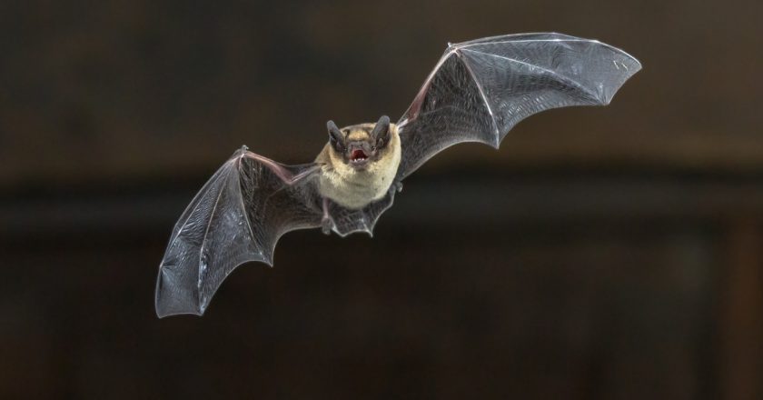 Nebraska zoo urges nearly 200 guests to get rabies shot after wild bat exposure – Fox News