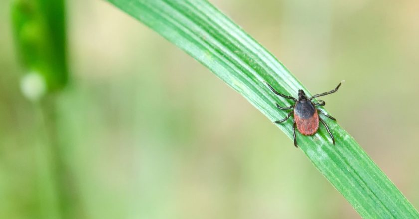 Ticks are spreading across the US. Heres how to protect yourself against disease. – Vox.com