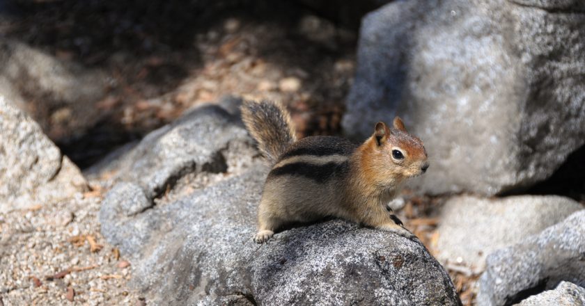 Chipmunks with plague prompt closure of some areas of South Lake Tahoe – KTLA