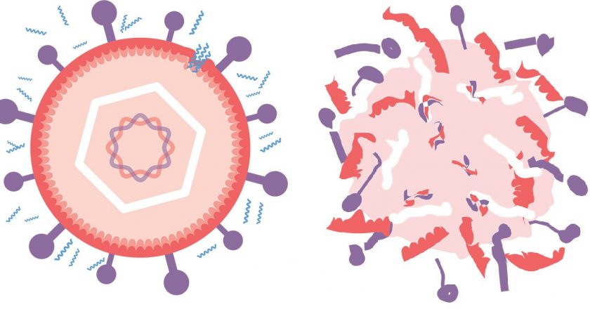 Possible new antivirals against COVID-19, herpes – Phys.org