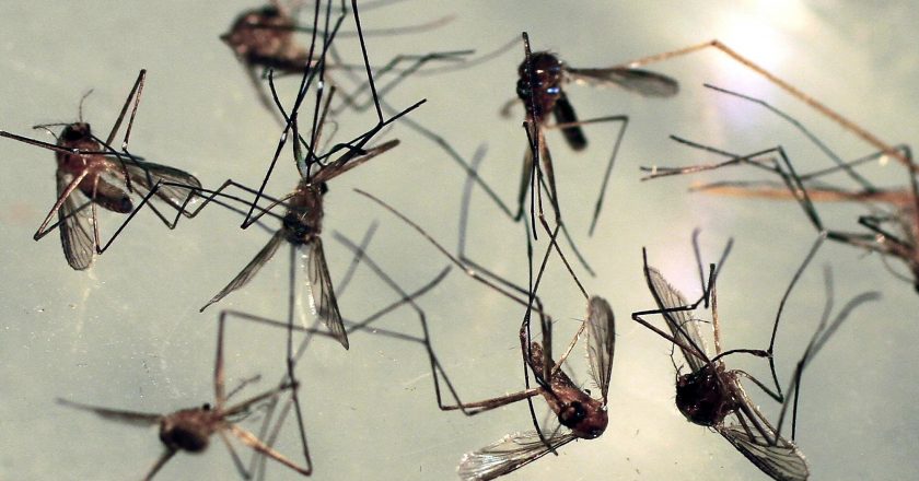 Mosquitoes carrying West Nile virus found in parts of Bay Area – SF Gate