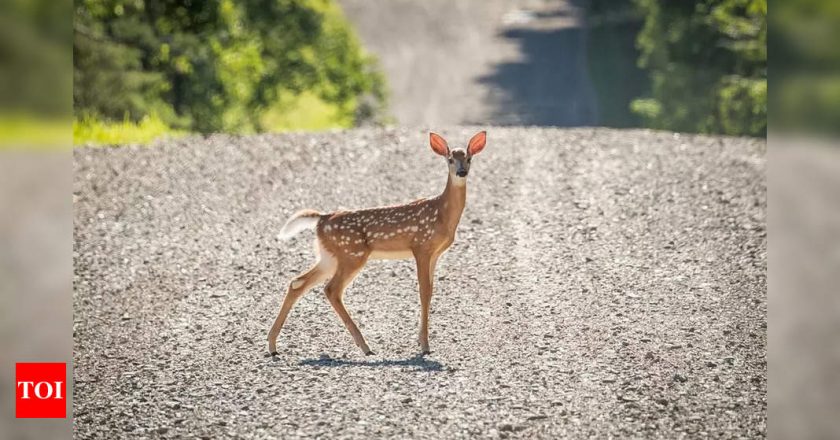 US reports worlds first deer with Covid-19 – Times of India