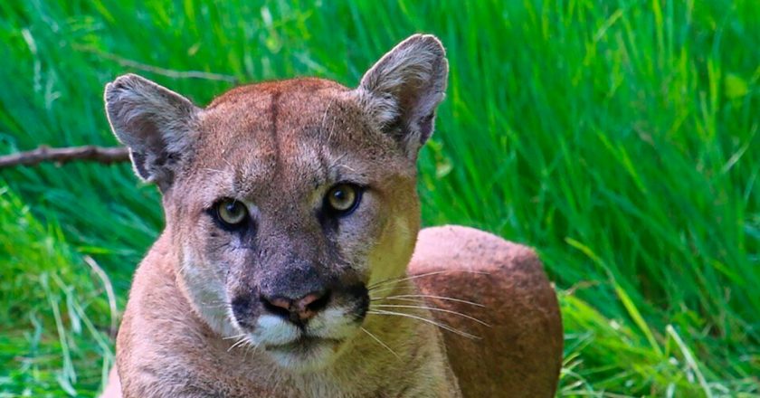 Heroic mom fights off mountain lion attacking her 5-year-old son – New York Post