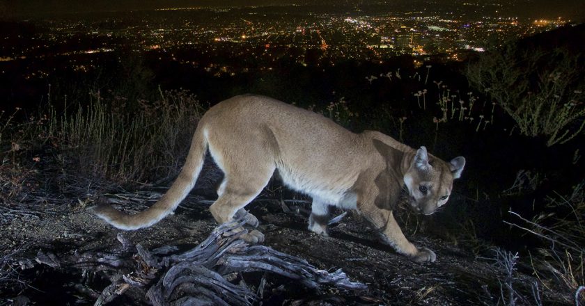 California mom saves son, 5, from mountain lion attack using her bare hands – Fox News