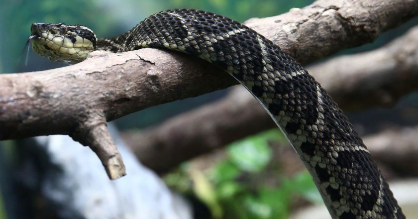 Brazilian viper venom may become tool in fight against COVID, study shows – Reuters