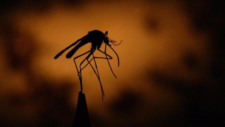 South Bay resident ID’d as first 2021 case of West Nile virus reported in L.A. County – KTLA Los Angeles