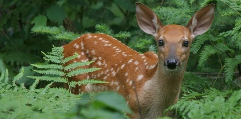 Startling Discovery Suggests 40% of Wild Deer in The US Have Had The Coronavirus – ScienceAlert