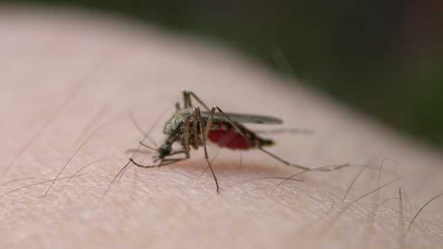 New Hampshire resident dies after contracting mosquito-borne Jamestown Canyon virus – WMUR Manchester