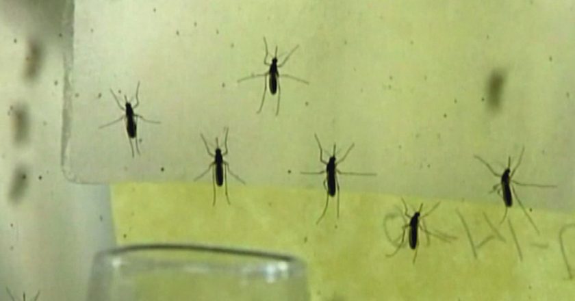 Jamestown Canyon virus found in mosquitoes in Kent County – WOODTV.com