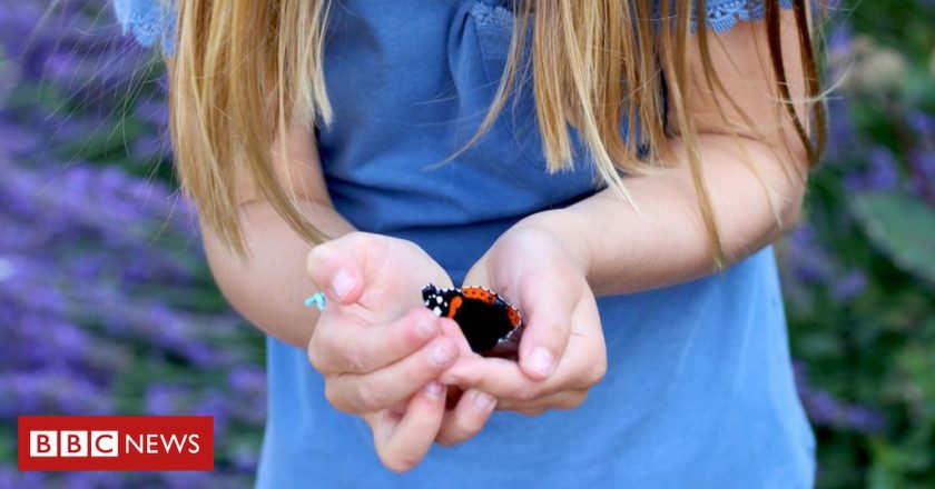 Princess Charlotte joins Big Butterfly Count – BBC News