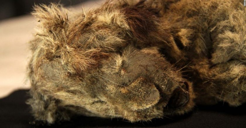 28,000-year-old lion cub looks like its just sleeping – CNN