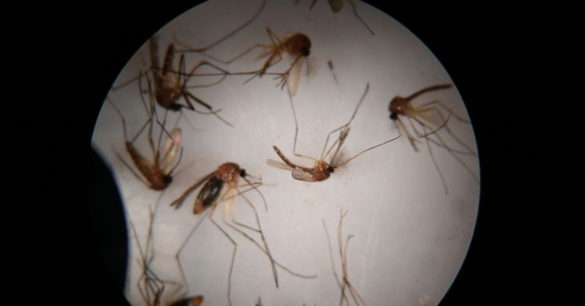 N.J. man dies of West Nile Virus, officials say – NJ.com