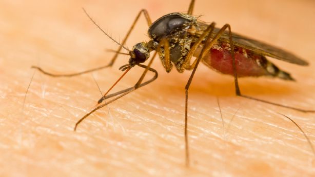 West Nile virus detected in 114 Utah mosquito pools – KSL.com