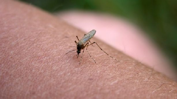 West Nile virus found in Cache County mosquito pool – KSL.com