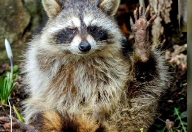 Multiple incidents of rabid raccoons approaching dogs in Raleigh in past month – WRAL.com