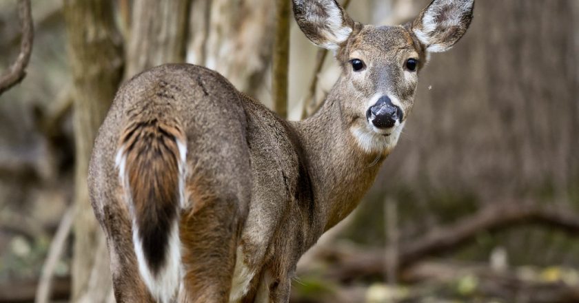 Deer identified as widespread carrier of coronavirus: study – New York Post