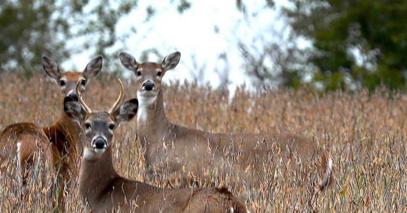 A coronavirus outbreak in Iowa deer is prompting scientists to worry if the animals could be a reservoir for the virus in the long term – Yahoo! Voices