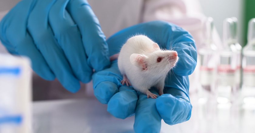 Experimental drug boosts immunotherapy treatment of pancreatic cancer in mice – Fox News