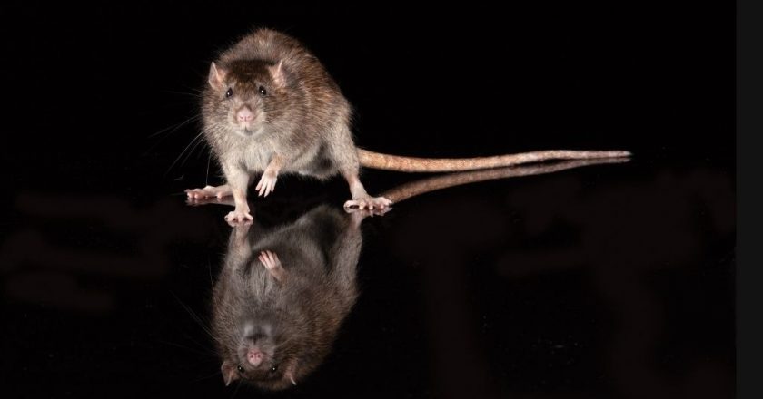 Omicron variant may have evolved in rats, one theory says – Livescience.com