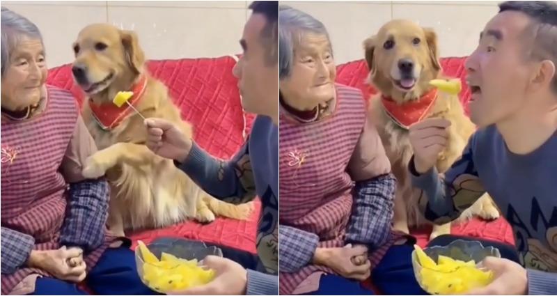 Not having it: Adorable golden retriever defends grandma from fruit-stealing man – Yahoo News