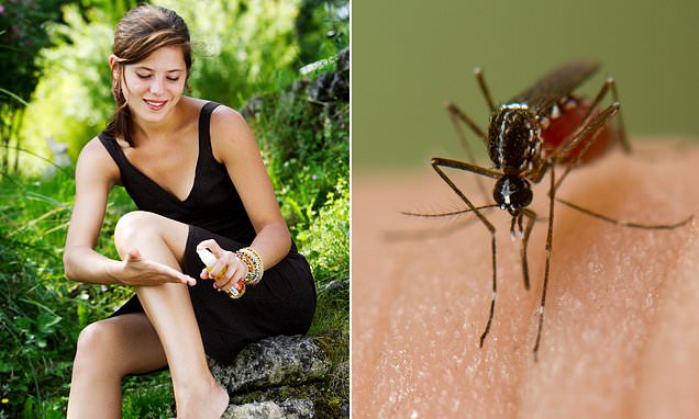 Scientists explain why mosquitos bite some people more than others – Daily Mail