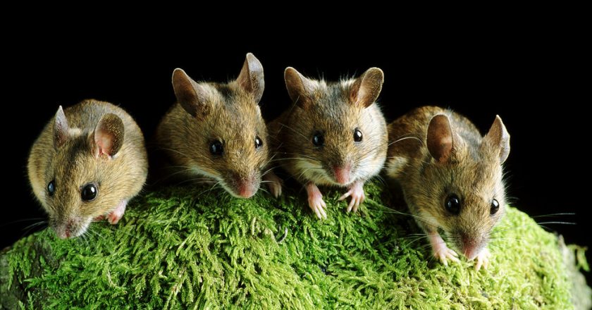 Omicron Covid strain evolved in mice – Chinese study – RT