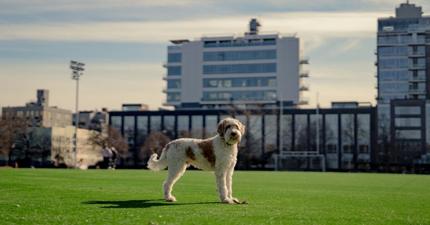 What NYC Dog Owners Should Know About Leptospirosis – The New York Times