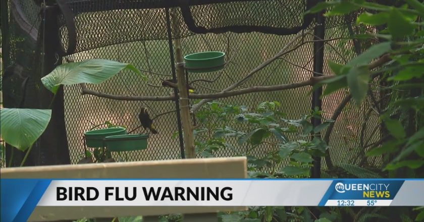 USDA issues alert over bird flu after first cases in five years found in Carolinas – Queen City News